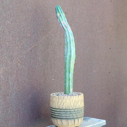 Myrtillocactus geometrizans variegata cv. 'Rainbow' - 20" Tall!