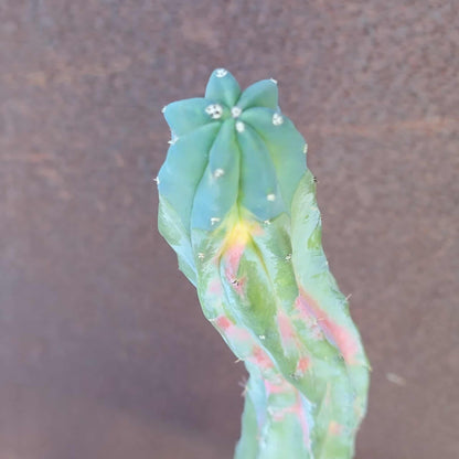 Myrtillocactus geometrizans variegata cv. 'Rainbow' - 20" Tall!