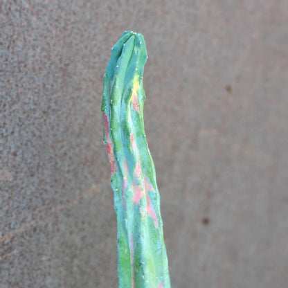 Myrtillocactus geometrizans variegata cv. 'Rainbow' - 20" Tall!