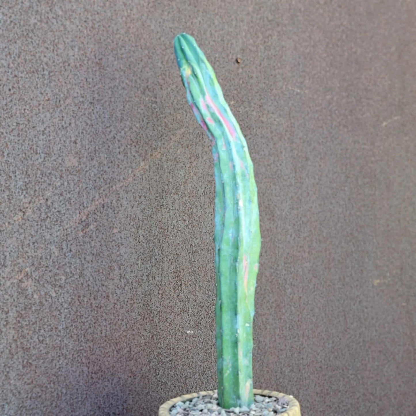 Myrtillocactus geometrizans variegata cv. 'Rainbow' - 20" Tall!