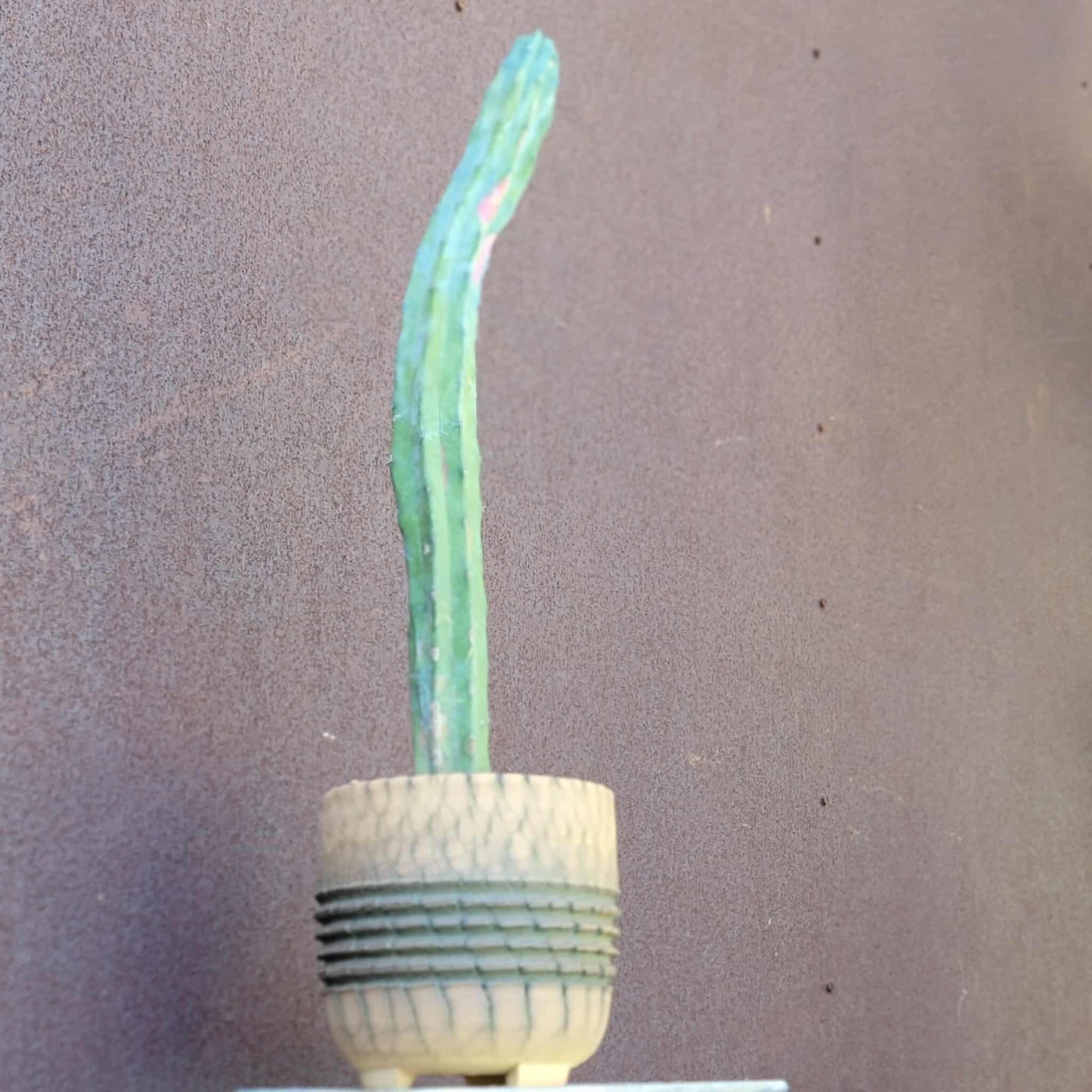 Myrtillocactus geometrizans variegata cv. 'Rainbow' - 20" Tall!