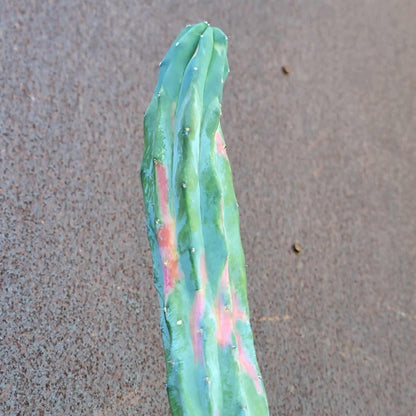 Myrtillocactus geometrizans variegata cv. 'Rainbow' - 20" Tall!