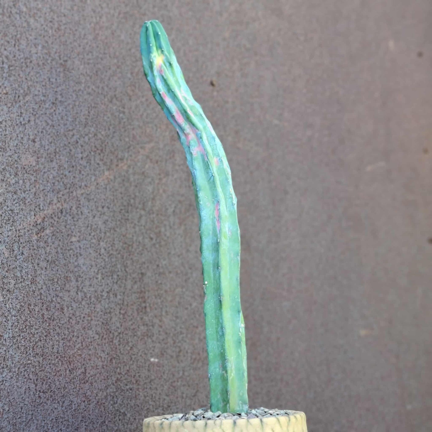 Myrtillocactus geometrizans variegata cv. 'Rainbow' - 20" Tall!