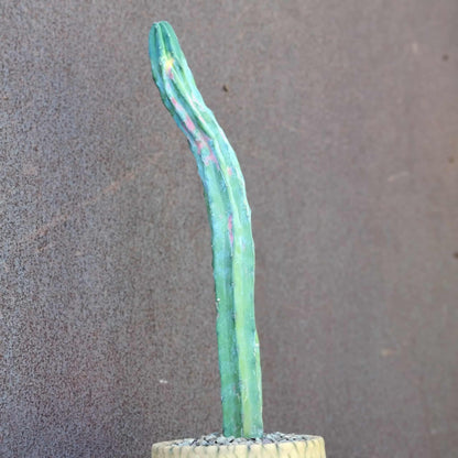 Myrtillocactus geometrizans variegata cv. 'Rainbow' - 20" Tall!