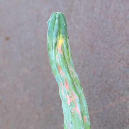 Myrtillocactus geometrizans variegata cv. 'Rainbow' - 20" Tall!