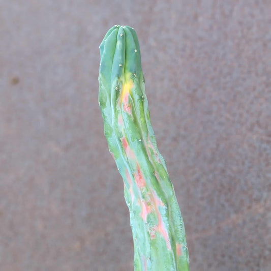 Myrtillocactus geometrizans variegata cv. 'Rainbow' - 20" Tall!