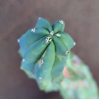 Myrtillocactus geometrizans variegata cv. 'Rainbow' - 20" Tall!