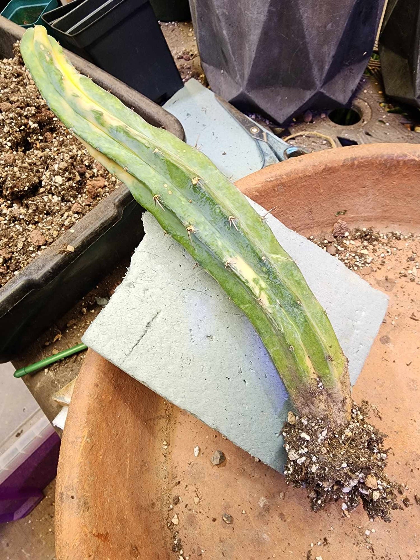 Myrtillocactus geometrizans variegata cv. 'Rainbow'