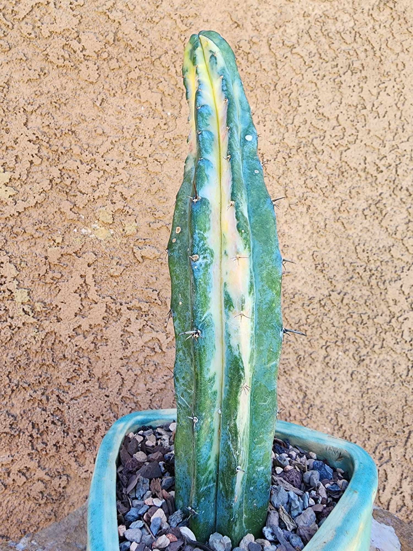 Myrtillocactus geometrizans variegata cv. 'Rainbow'