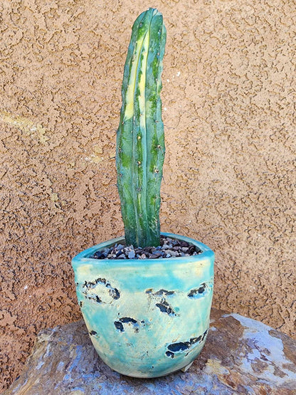 Myrtillocactus geometrizans variegata cv. 'Rainbow'