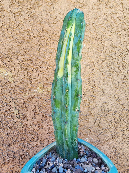 Myrtillocactus geometrizans variegata cv. 'Rainbow'
