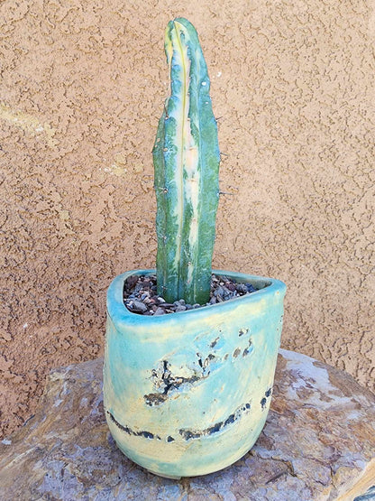 Myrtillocactus geometrizans variegata cv. 'Rainbow'