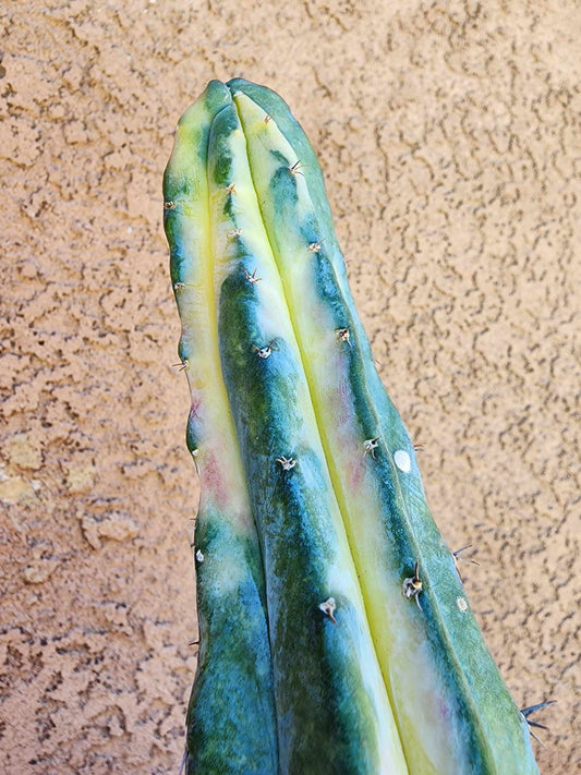 Myrtillocactus geometrizans variegata cv. 'Rainbow'