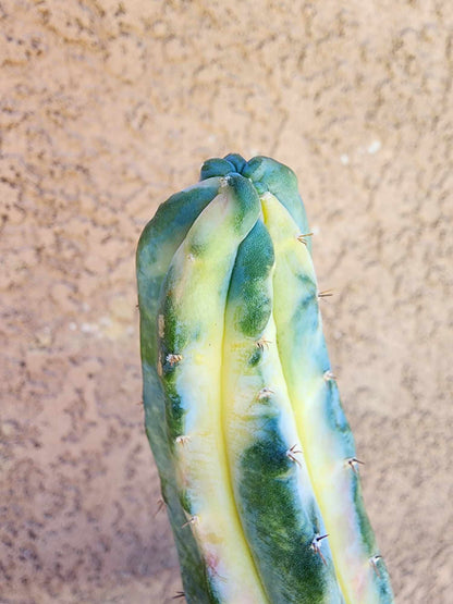 Myrtillocactus geometrizans variegata cv. 'Rainbow'