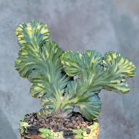 Myrtillocactus geometrizans variegata monstrose