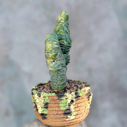 Myrtillocactus geometrizans variegata monstrose