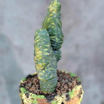 Myrtillocactus geometrizans variegata monstrose
