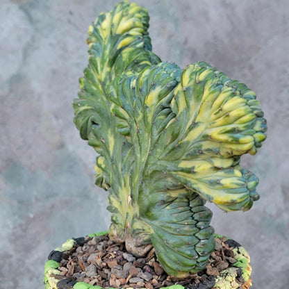 Myrtillocactus geometrizans variegata monstrose
