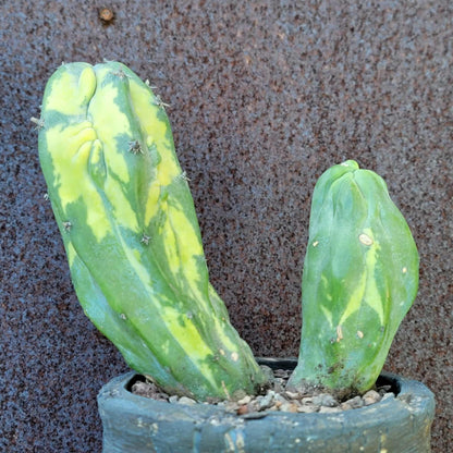 Myrtillocactus geometrizans variegata monstrose