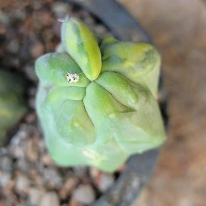 Myrtillocactus geometrizans variegata monstrose