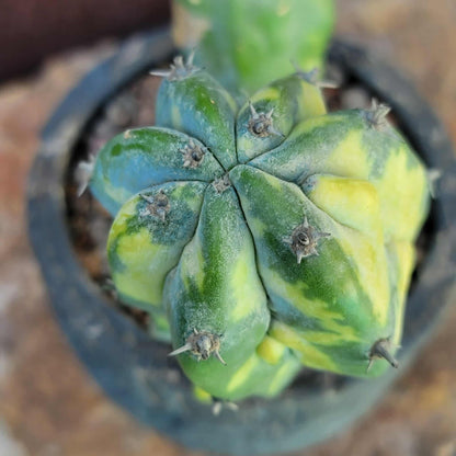 Myrtillocactus geometrizans variegata monstrose
