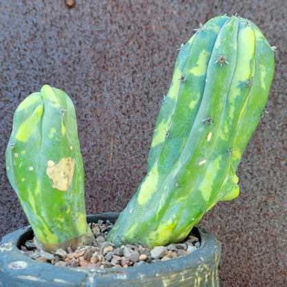 Myrtillocactus geometrizans variegata monstrose