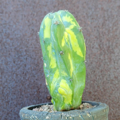 Myrtillocactus geometrizans variegata monstrose