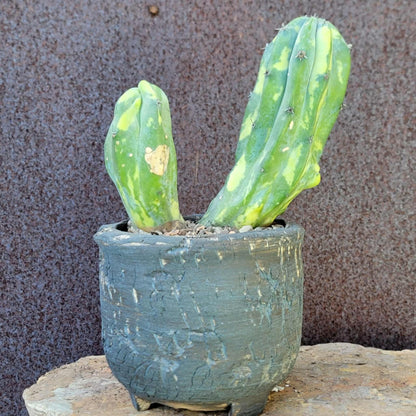 Myrtillocactus geometrizans variegata monstrose