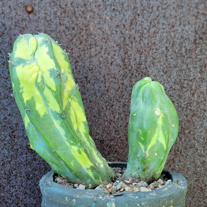 Myrtillocactus geometrizans variegata monstrose