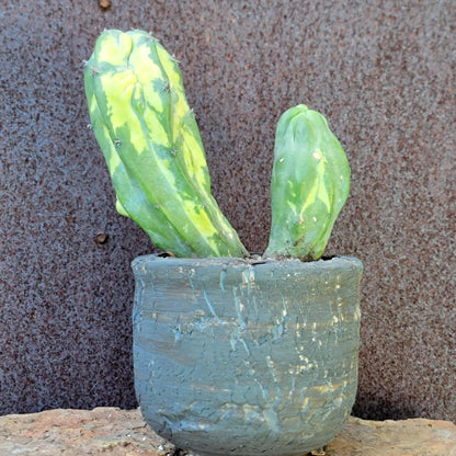 Myrtillocactus geometrizans variegata monstrose