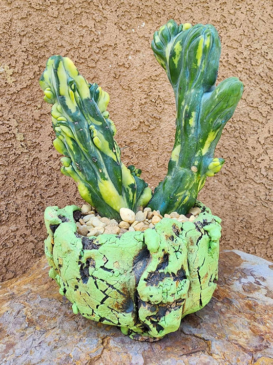 Myrtillocactus geometrizans variegata monstrose cv. Fred