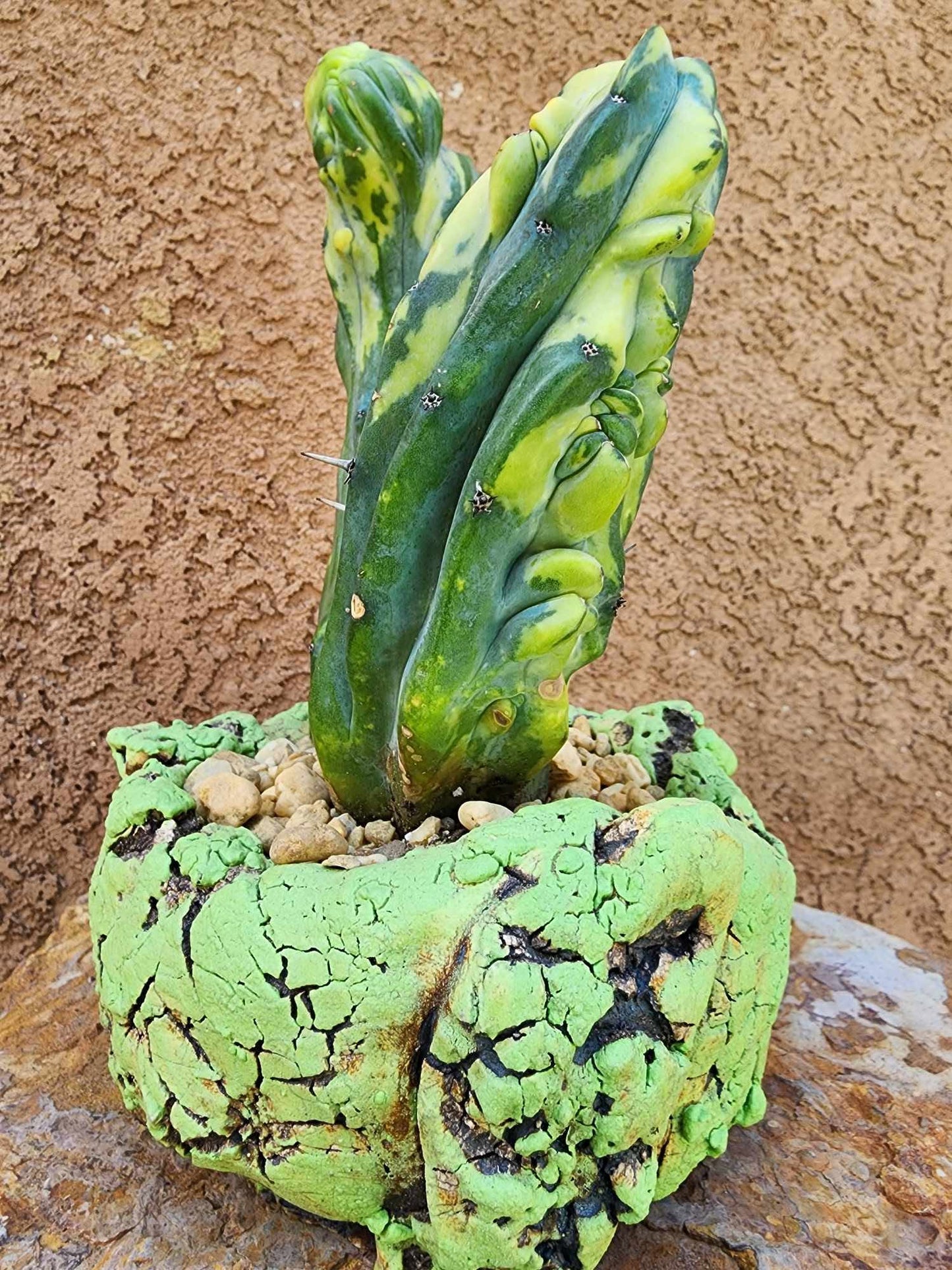 Myrtillocactus geometrizans variegata monstrose cv. Fred