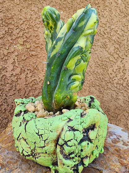 Myrtillocactus geometrizans variegata monstrose cv. Fred