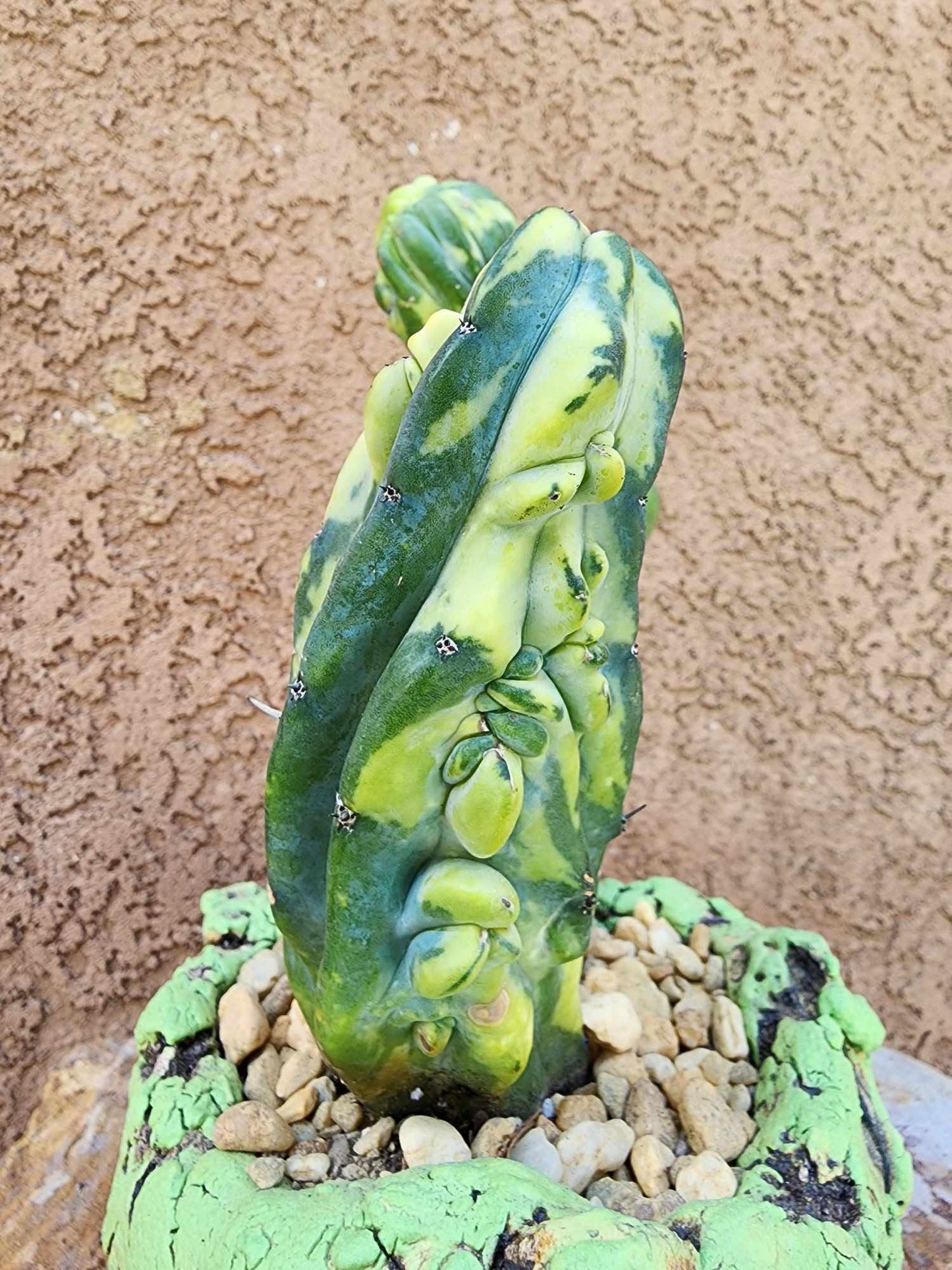 Myrtillocactus geometrizans variegata monstrose cv. Fred