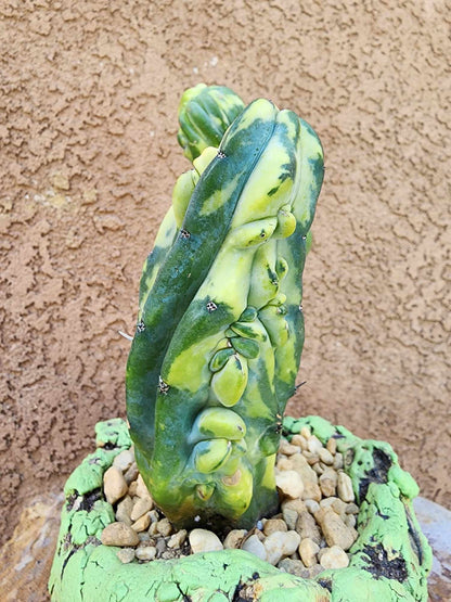 Myrtillocactus geometrizans variegata monstrose cv. Fred