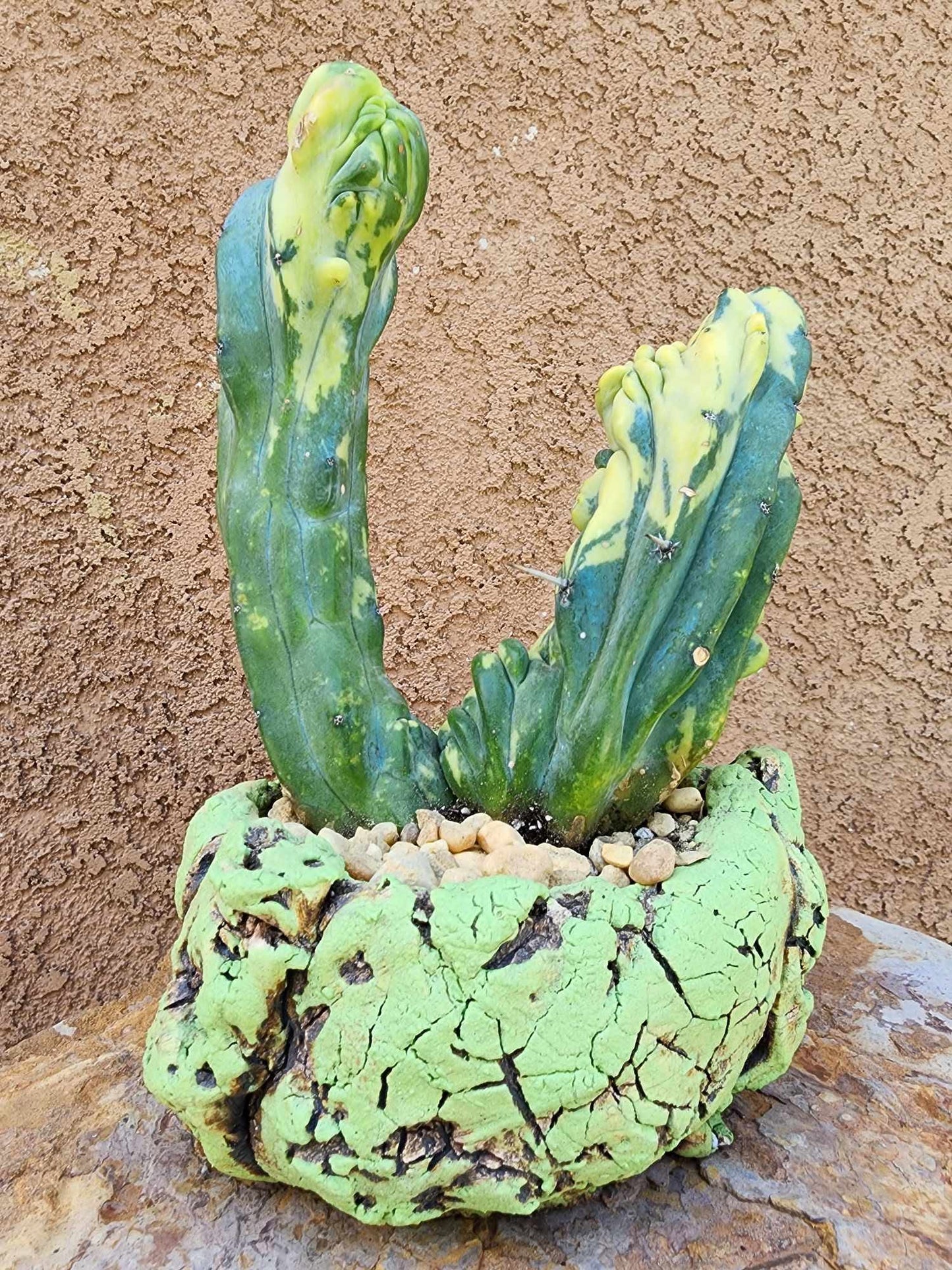 Myrtillocactus geometrizans variegata monstrose cv. Fred