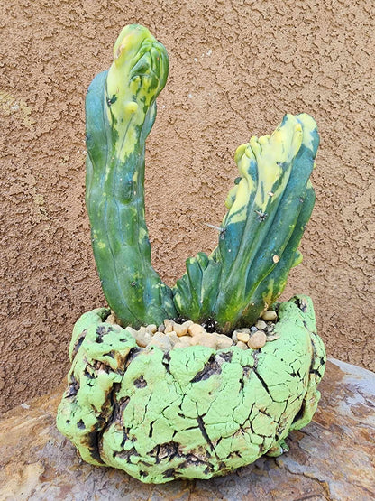 Myrtillocactus geometrizans variegata monstrose cv. Fred
