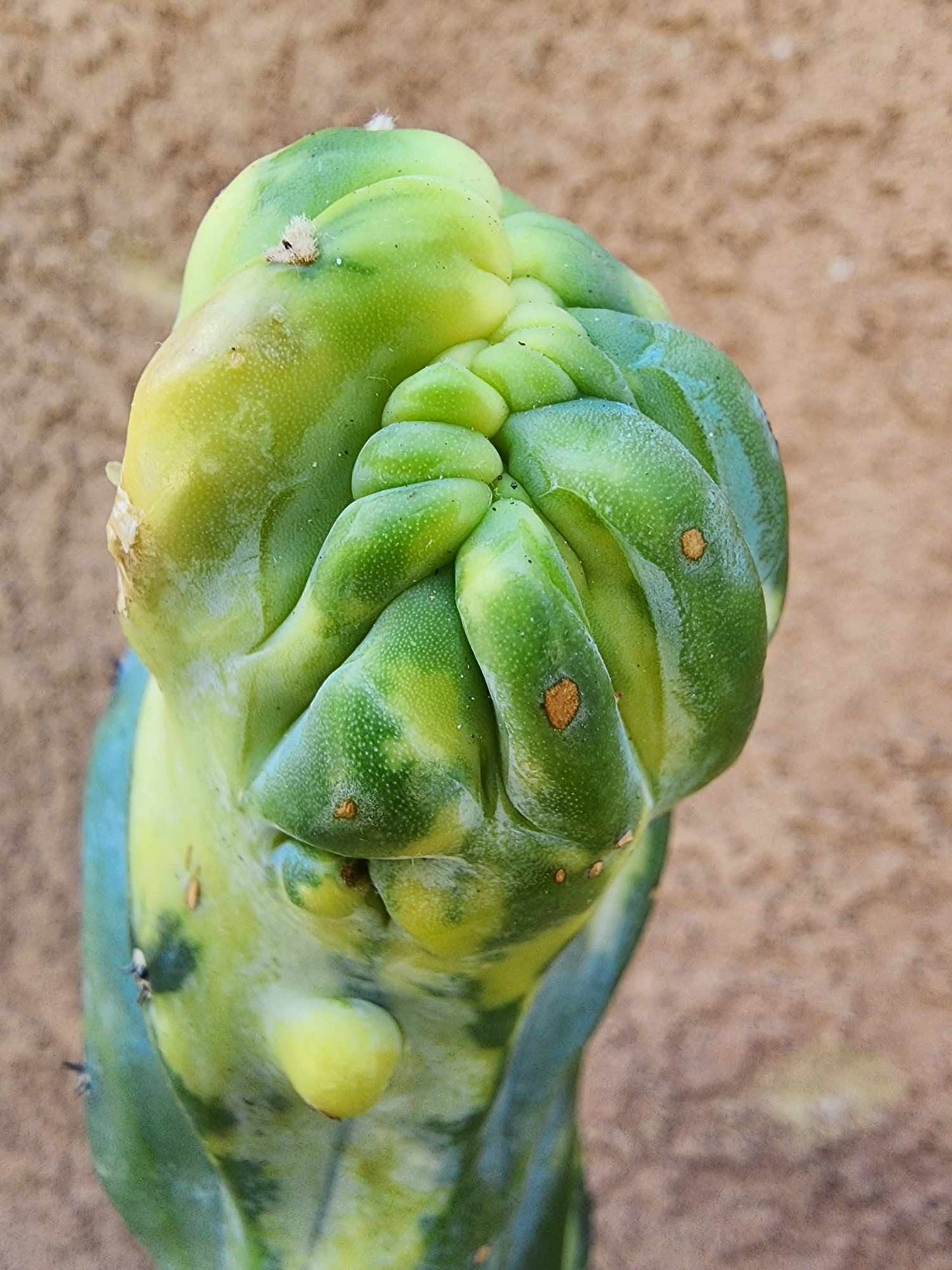 Myrtillocactus geometrizans variegata monstrose cv. Fred