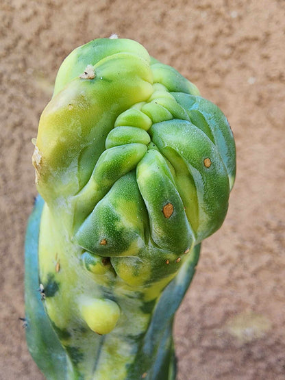 Myrtillocactus geometrizans variegata monstrose cv. Fred