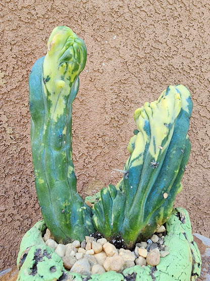 Myrtillocactus geometrizans variegata monstrose cv. Fred