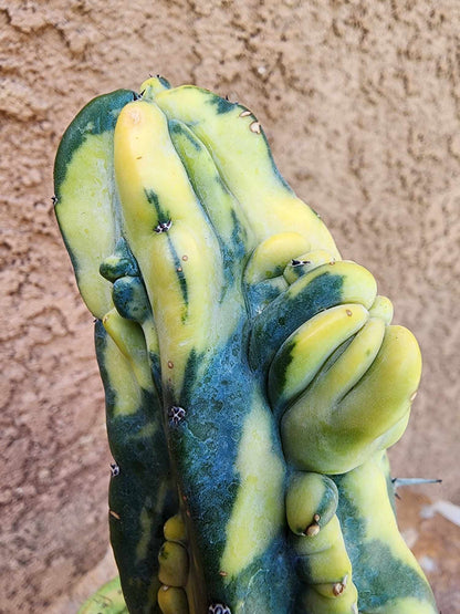 Myrtillocactus geometrizans variegata monstrose cv. Fred