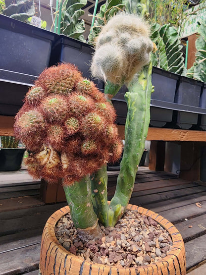 Myrtillocactus geometrizans variegata monstrose cv. Fred Graft