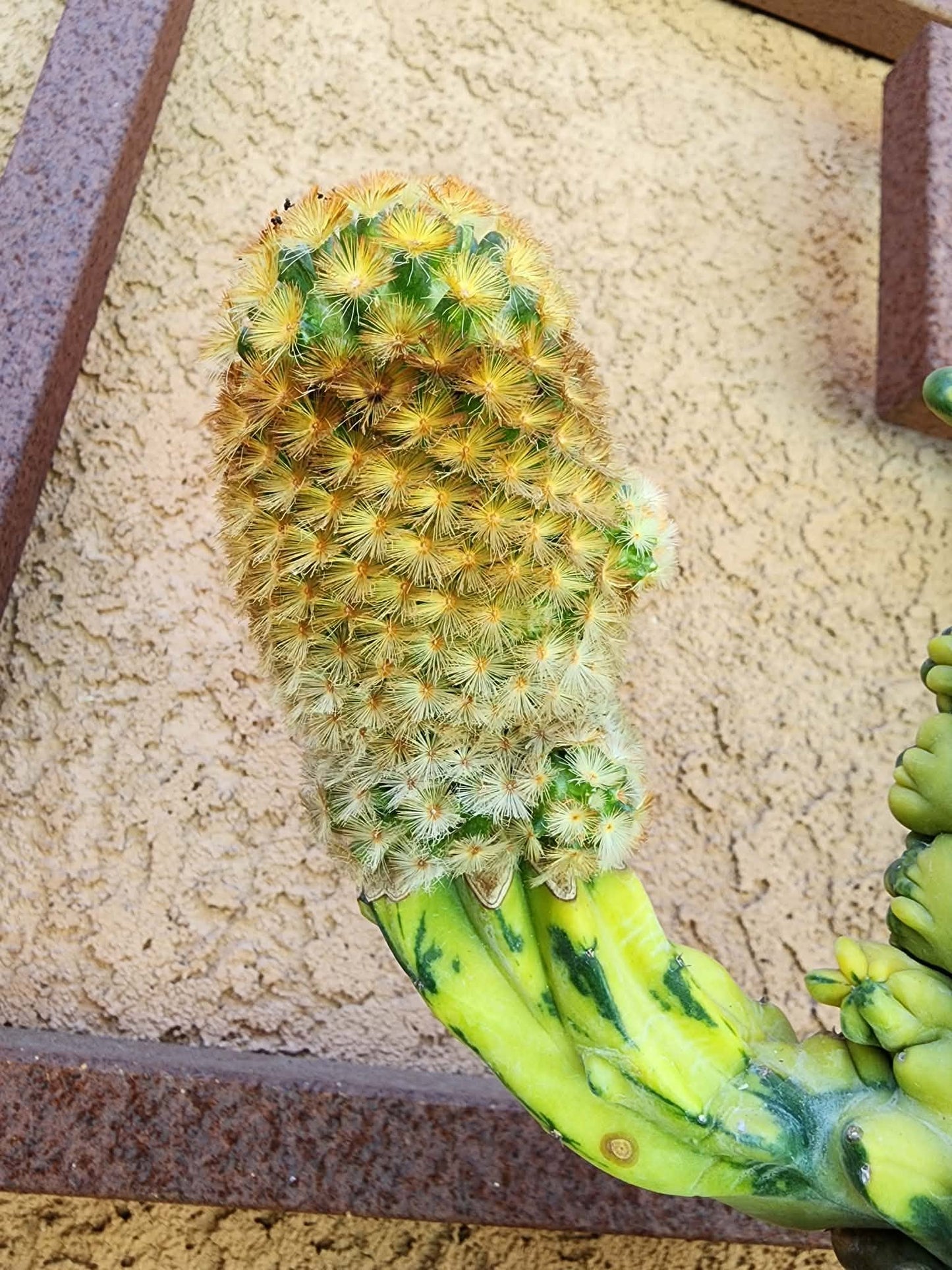 Myrtillocactus geometrizans variegata monstrose cv. Fred Graft
