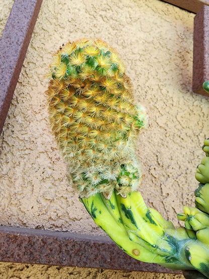 Myrtillocactus geometrizans variegata monstrose cv. Fred Graft