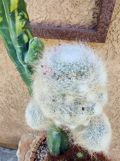 Myrtillocactus geometrizans variegata monstrose cv. Fred Graft