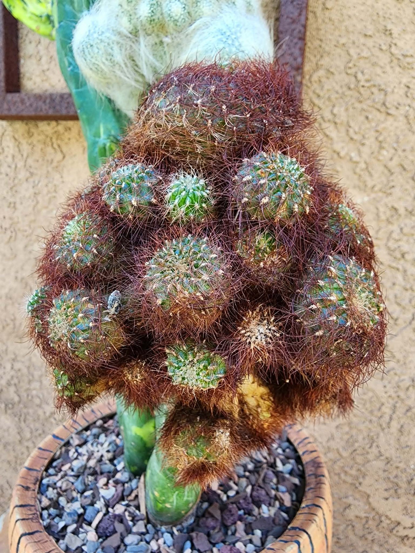 Myrtillocactus geometrizans variegata monstrose cv. Fred Graft