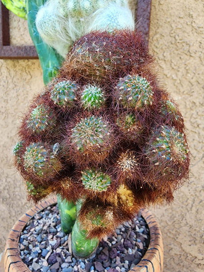 Myrtillocactus geometrizans variegata monstrose cv. Fred Graft
