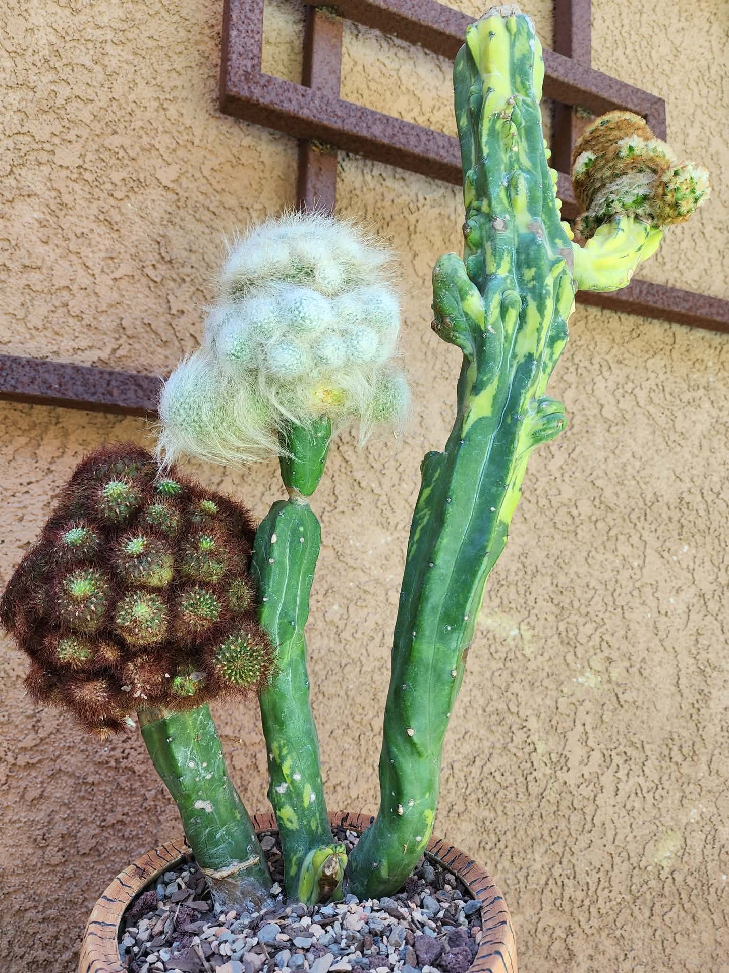 Myrtillocactus geometrizans variegata monstrose cv. Fred Graft