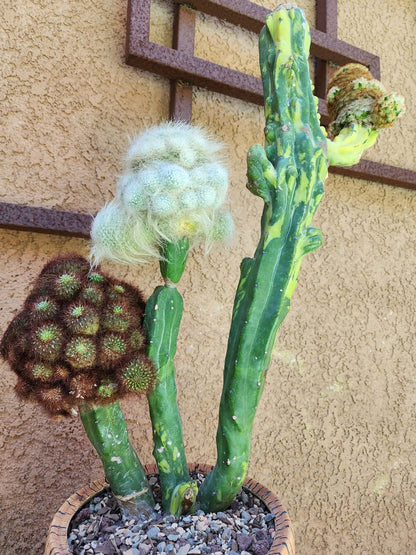 Myrtillocactus geometrizans variegata monstrose cv. Fred Graft