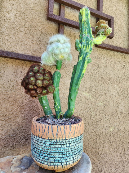 Myrtillocactus geometrizans variegata monstrose cv. Fred Graft